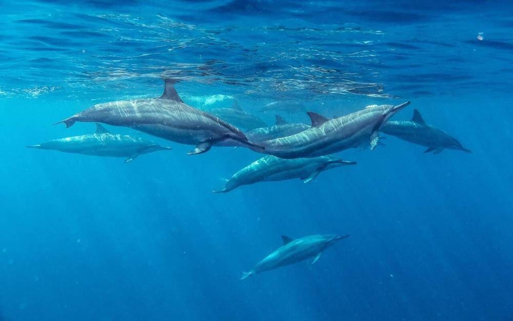 Speedboat: Dolphins, Crystal Rock & Île aux Bénitiers