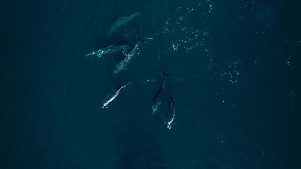 Kayak: Dolphin Encounter