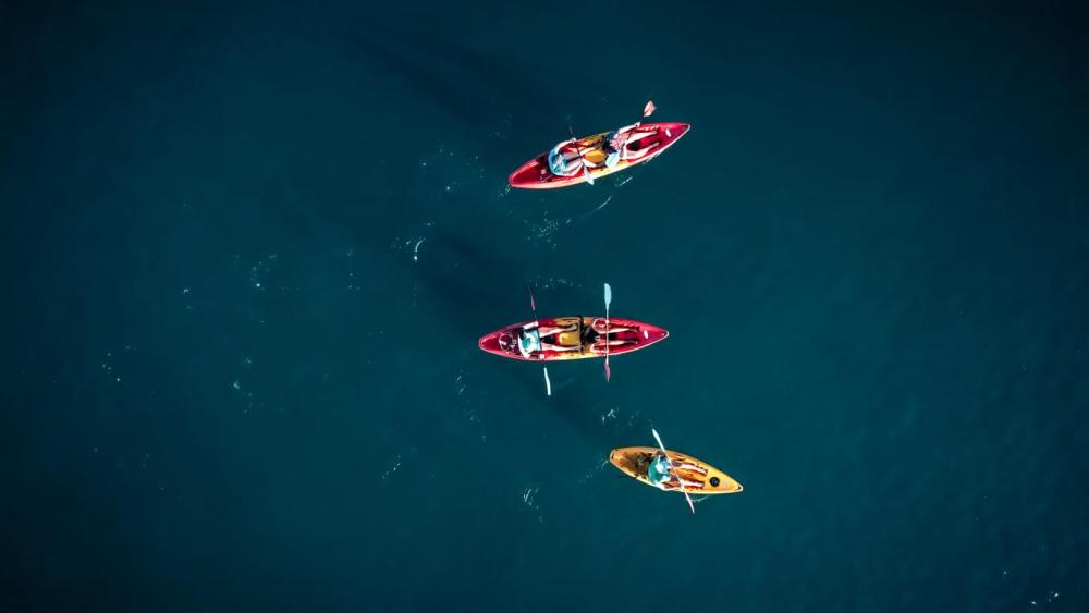 Kayak: Dolphin Encounter