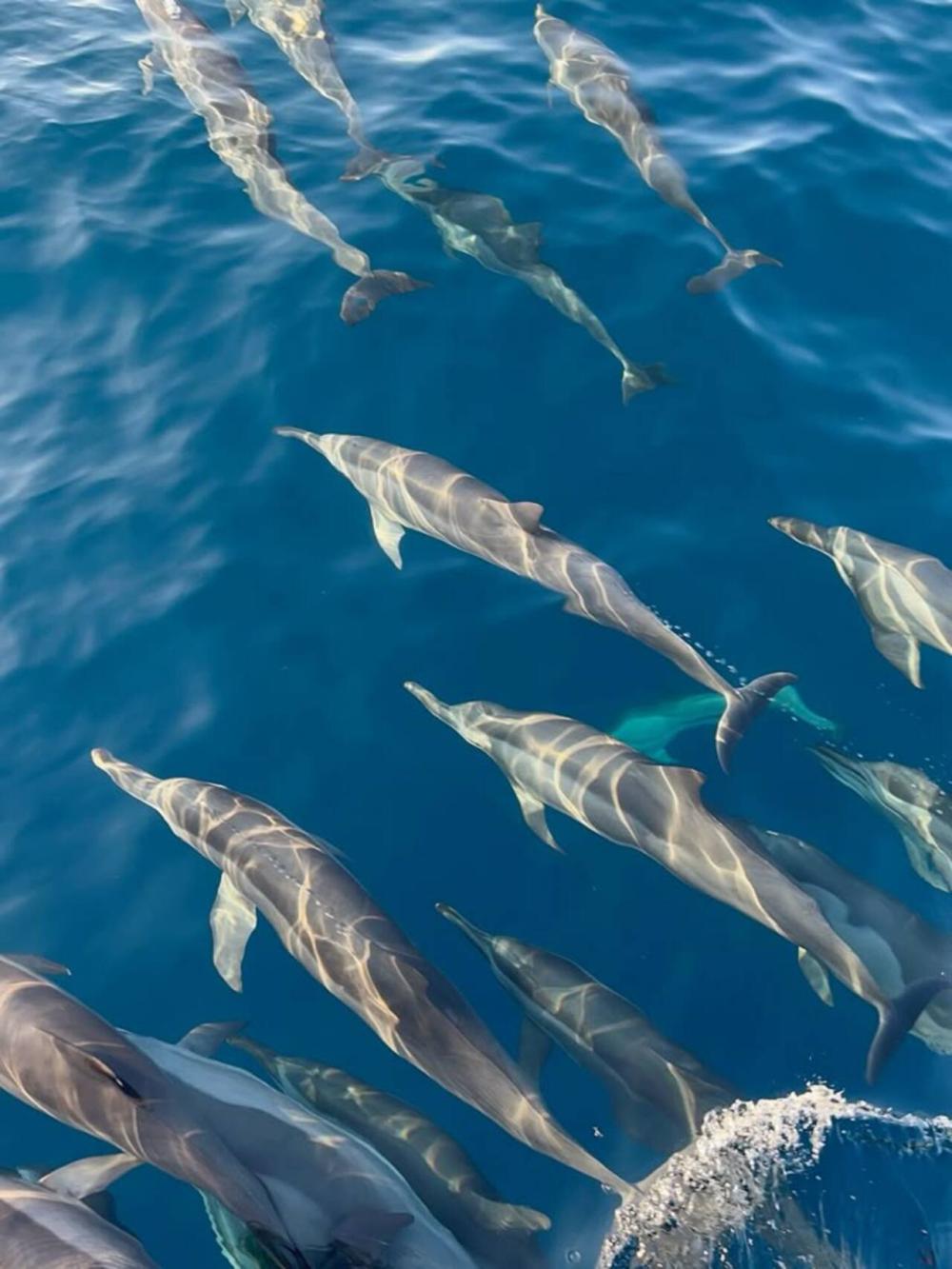 Speedboat: Swim with Dolphins Experience