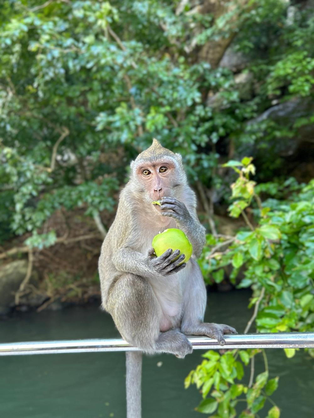Speedboat: GRSE Waterfall & Île aux Cerfs Discovery