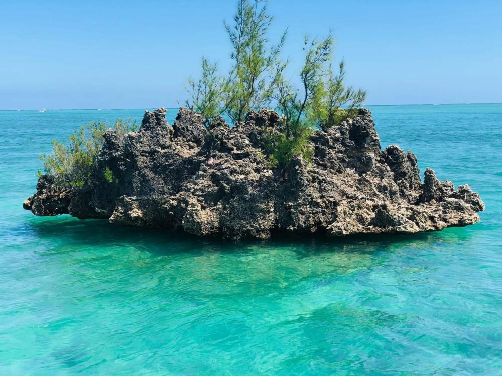 Catamaran: Crystal Rock, Dolphins & Île aux Bénitiers