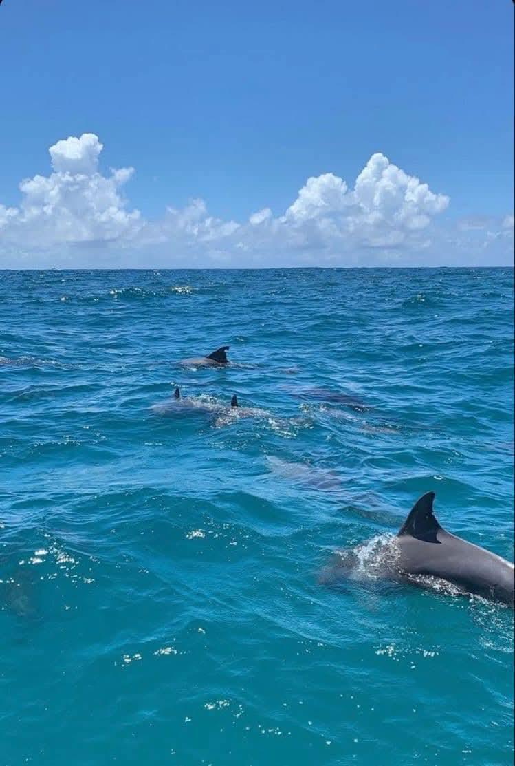 Catamaran: Crystal Rock, Dolphins & Île aux Bénitiers