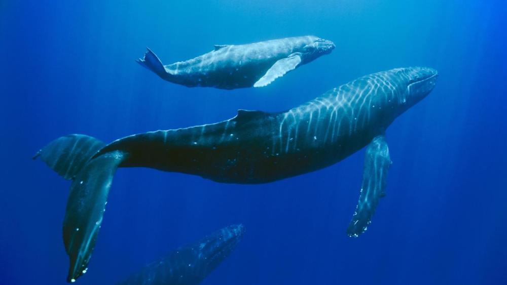 Bateau rapide: Observation des baleines