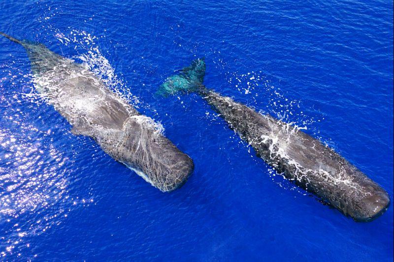Bateau rapide: Observation des baleines