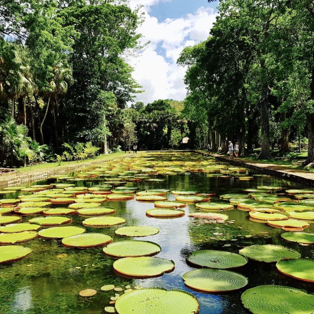 Découverte Classique du Nord de l’Île Maurice