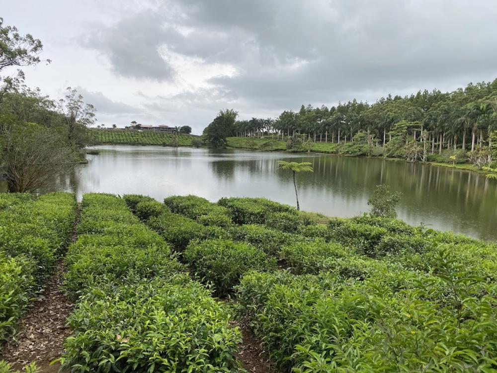 Mauritius Sacred Lake, Waterfalls & Tea Plantation Full-Day Tour