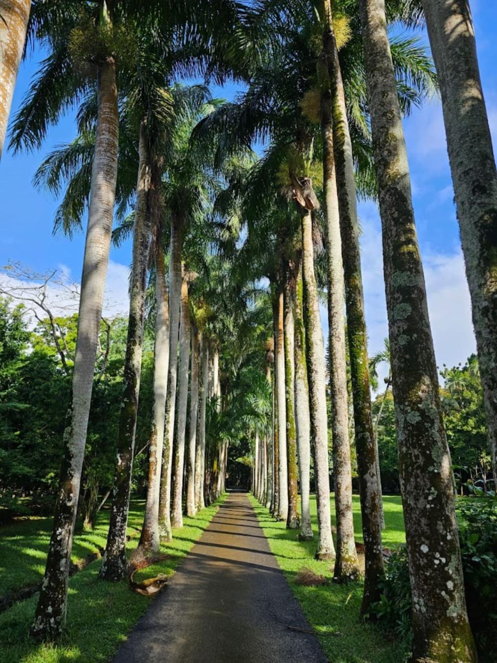 Découverte Classique du Nord de l’Île Maurice