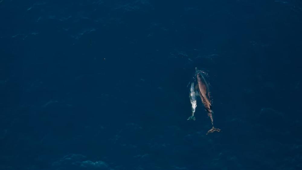 Kayak: Dolphin Encounter