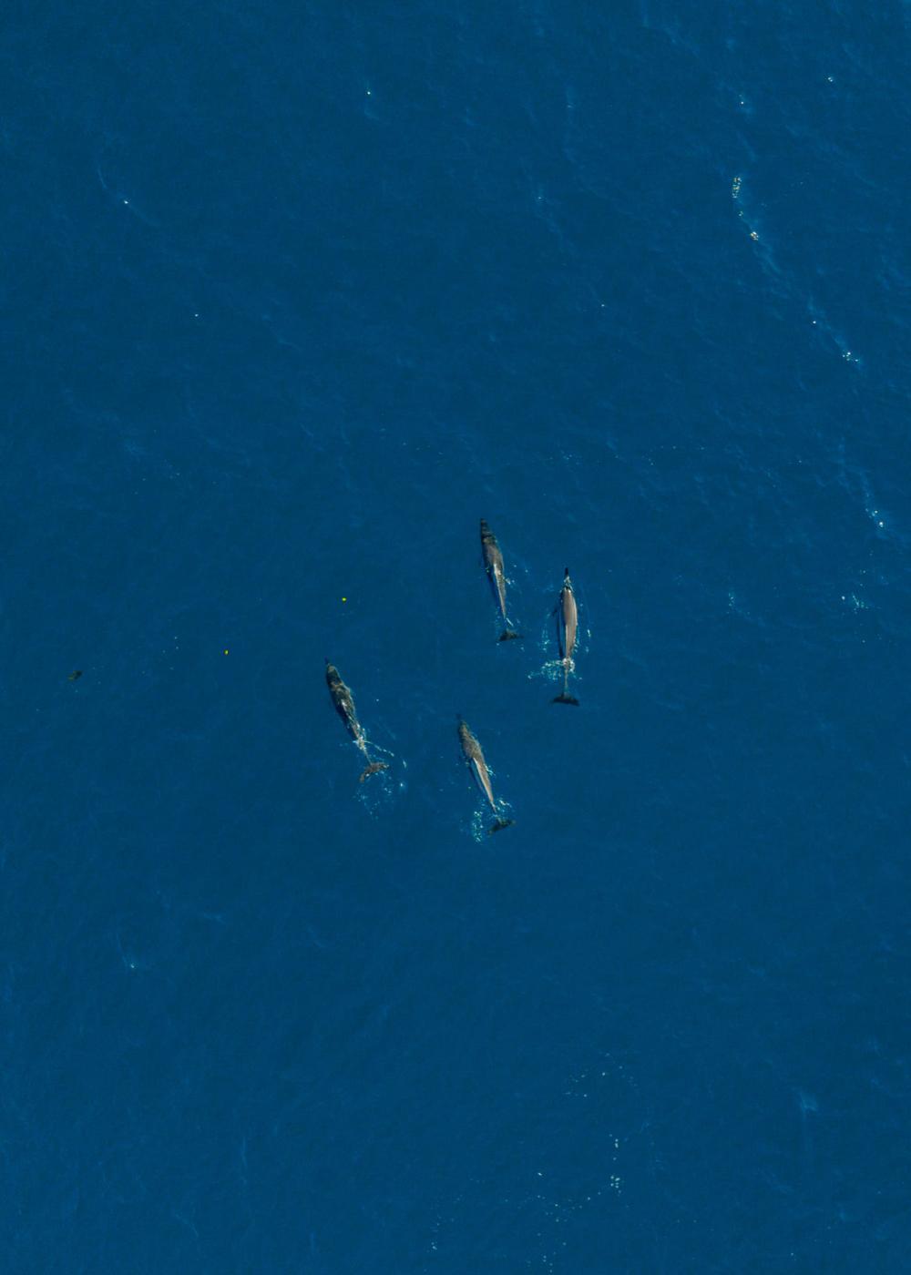 Kayak: Dolphin Encounter