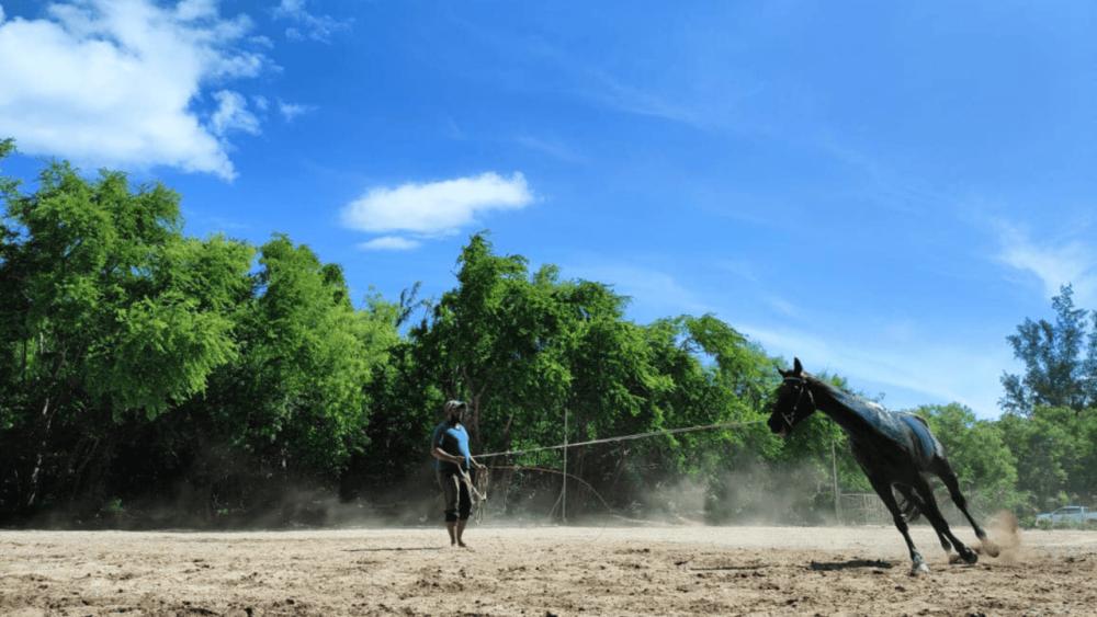 Le Morne Mauritius: Horse Riding Initiation