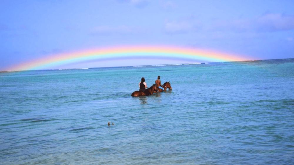 Le Morne Mauritius: Swim with Horses Experience