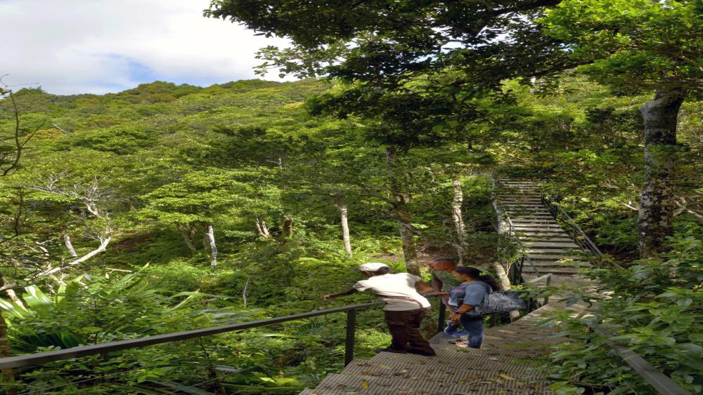 Ebony Forest & Le Morne Beach – Private Tour in Mauritius