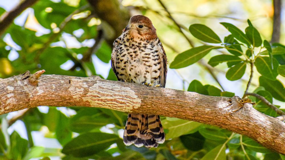 Ebony Forest & Le Morne Beach – Private Tour in Mauritius